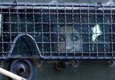 أسيرة فلسطينية أثناء اعتقالها