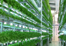 انقطاع التيار الكهربائي يؤثر سلباً على القطاع الزراعي