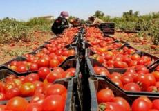 منتجات زراعية فلسطينية