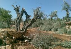 الاحتلال يجرف 14 دونما ويقتلع 320 شجرة غرب الخليل