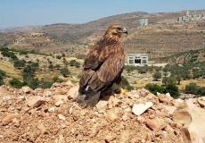 جمعية "طبيعة فلسطين" تعيد للطبيعة طائر مهدد بالانقراض