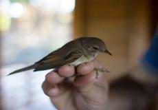 "التعليم البيئي" و"جودة البيئة" يُطلقان أسبوع الطيور الحادي عشر