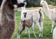 اللاما قد توفر علاجا لكورونا