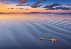 كائن بحري على شكل معكرونة