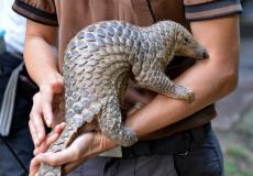 الصين توقف استخراج عقاقير من الخفافيش وآكل النمل الحرشفي