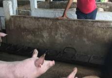 حمى الخنازير الأفريقية 