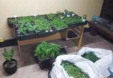 دفيئة مخدرات