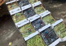 يوم تسويقي للعنب ومنتجاته في قلقيلية