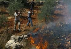 مستوطنون يشعلون النار في أشجار زيتون بسبسطية