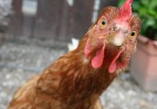 شاهد دجاجة تبيض بيضة من دون قشرتها