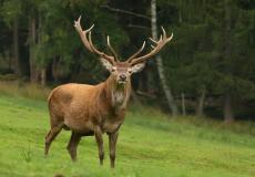 شاهد: ثور يهاجم سيدة مرت بجواره