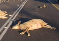 مستوطن يدهس أغناماً في الخليل