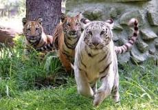 حديقة  الحيوانات  بمدينة دلهي في الهند