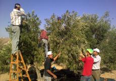 الاحتلال يمنع المزارعين من قطف ثمار زيتونهم بالقرب من الفي منشي