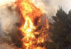 الاحتلال يحرق  مزراعة في سبسطية  ارشيف