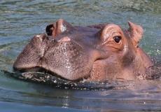 شاهد: مصرع طفل بين أنياب فرس النهر