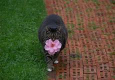 صورة للقطة وهي تحمل الزهور