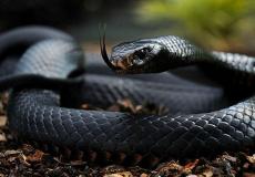 الأفاعي السوداء تعتبر لدغتها قاتلة