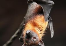 اكتشاف فيروس كورونا في طائر الخفاش بالهند