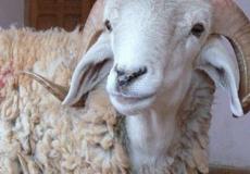 ايام الذبح في عيد الاضحى