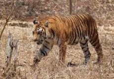 السلطات تشن حملة ضد صيادي النمور