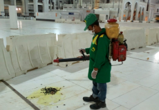 الصراصير تغزو الحرم في مكة - السعودية