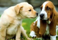 شاهد مراسم زواج كاملة لكلبين في أمريكا