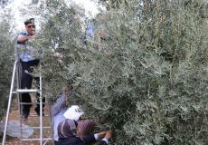 الشرطة تشارك في قطف ثمار الزيتون