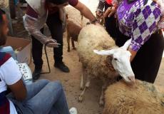 العمل الزراعي في غزة ينفذ زيارات بيطرية لمربي الأغنام