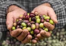 استيراد الزيتون من إسرائيل