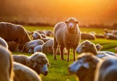 هل يجوز الجمع بين الأضحية والعقيقة في عيد الاضحى