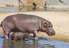 صغير فرس النهر