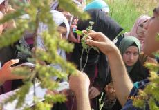 النباتات الطبية