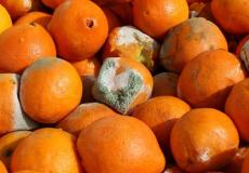 اتلاف حمضيات كانت في طريقها لغزة