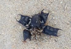 أكياس غريبة على أحد الشواطئ الأمريكية