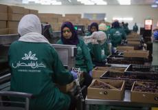 نخيل فلسطين تصدر التمر الفلسطيني إلى 25 بلداً في العالم 