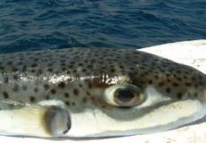 سمك الأرنب السام