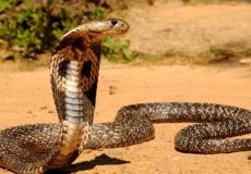 شاهد: مواجهة عنيفة بين قطيع من حيوانات السرقاط وافعى كوبرا عملاقة