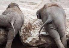 الفيلة-أرشيفية