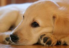 كلبة تتخطى الرقم القياسي بولادتها الأولى لـ19 جرواً