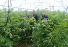 الشرطة تضبط نحو 3 آلاف شتلة ماريجوانا جنوب الخليل