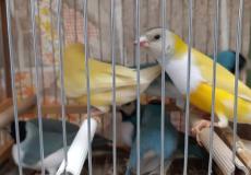 إحباط محاولة تهريب عصافير من ايطاليا