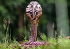 أفعى تثير الرعب في مدينة ألمانية أسبوع كامل - توضيحية