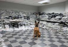 كلب يكتشف عملية تهريب مخدرات بالملايين الدولارات