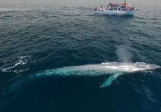 الحوت داخل البحر _ ارشيفية