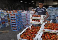 تصدير البندورة من غزة للضفة الغربية