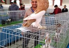 افتتاح المعرض الأول في فلسطين لهواة تربية طيور حمام الزينة