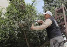 بلدية غزة تزرع 1500 شتلة خلال شهر مايو