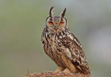 البوم النسري