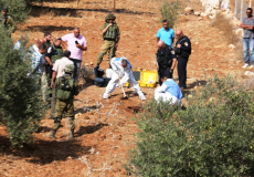 اعتداءات اسرائيلية على شجر الزيتون - ارشيف